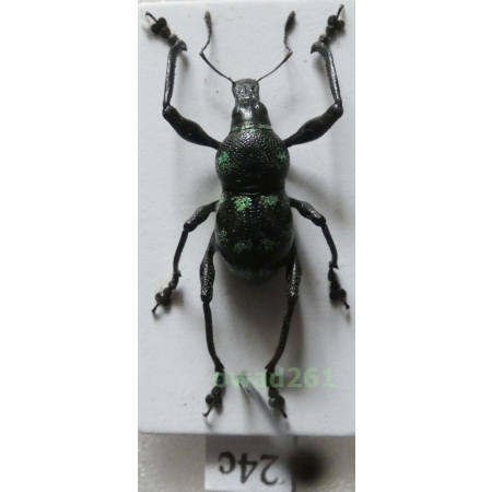 Metapocyrtus sp. Heller, 1912 male Philippines24c
